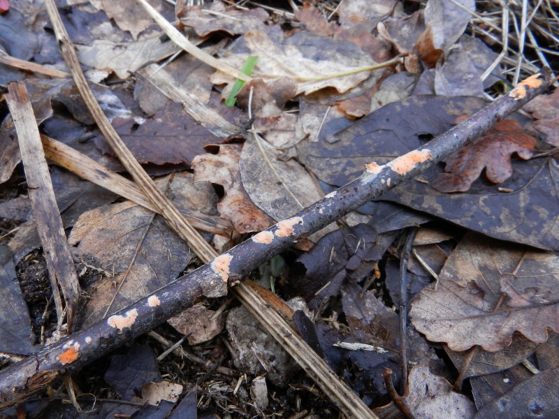 Crosta rosa-arancio (Peniophora incarnata)